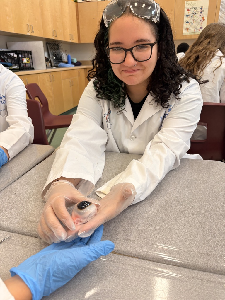 Dissecting Cow Eyes