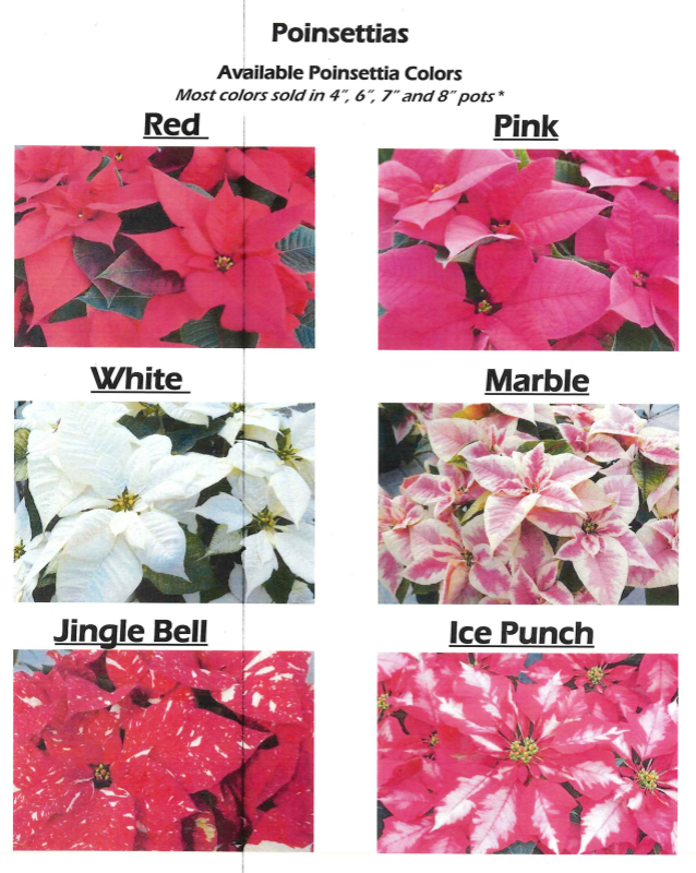 order these beautiful poinsettias and help the sophomores raise money!