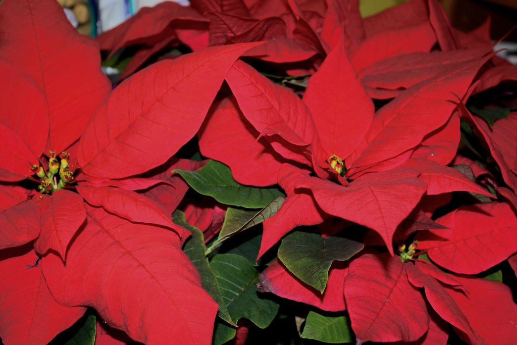 order these beautiful poinsettias and help the sophomores raise money!