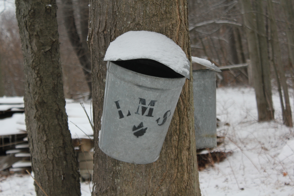 Sugar Bush, LakeVille Middle School