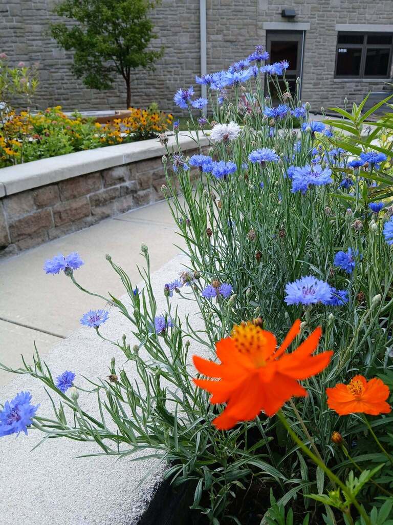 Butterfly Garden in the Courtyard