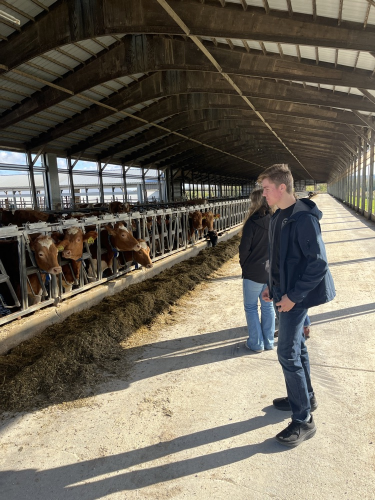looking at Guernsey Cattle
