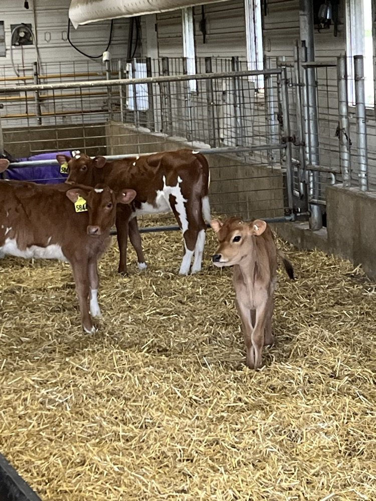 Jersey and Guernsey Calves