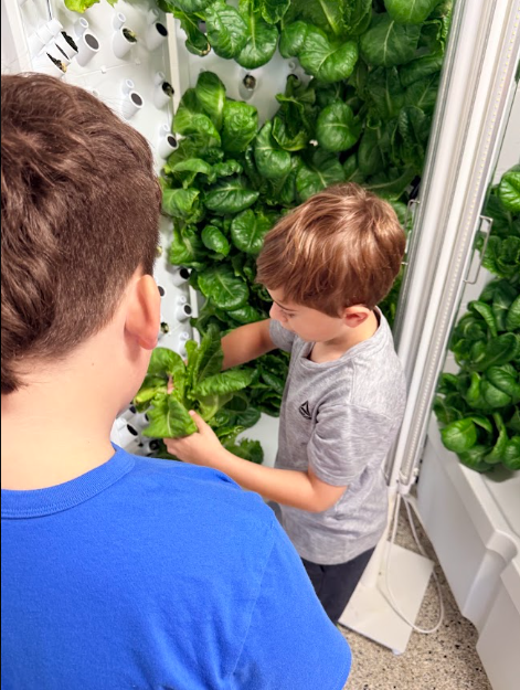 Two LES students harvesting lettuce from the hyrdoponics gardening system