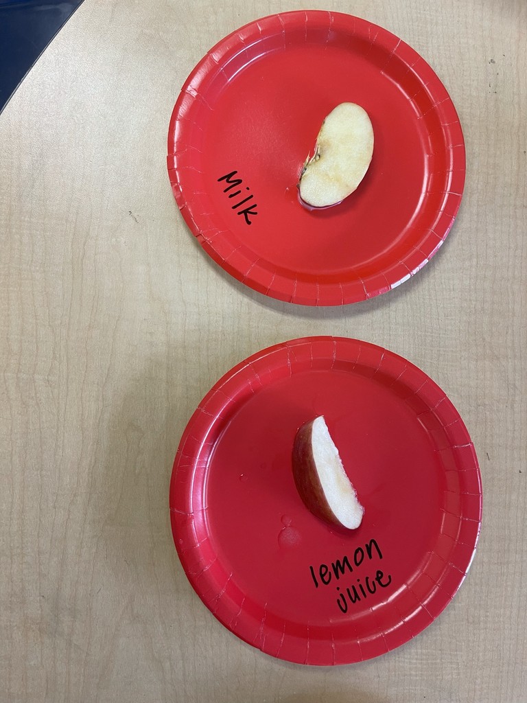 exploring apples in Ms. Powell's class