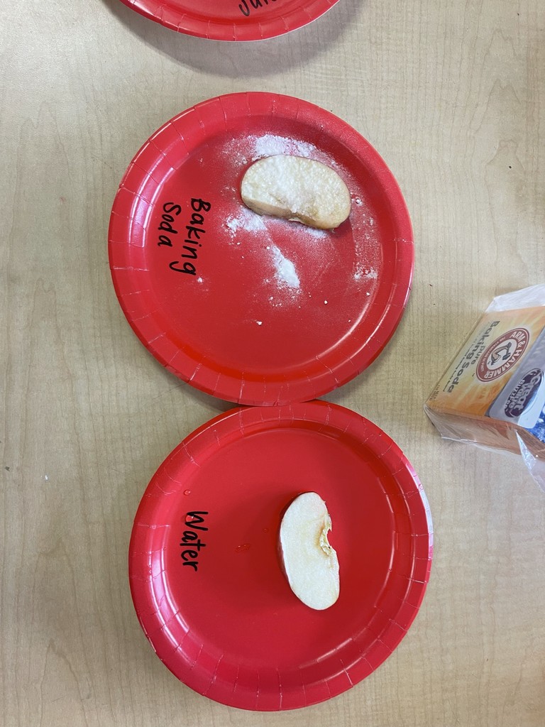 exploring apples in Ms. Powell's class