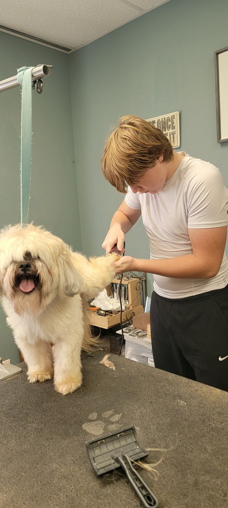 A person trims a dog's fur while standing next to a table with a grooming tool.