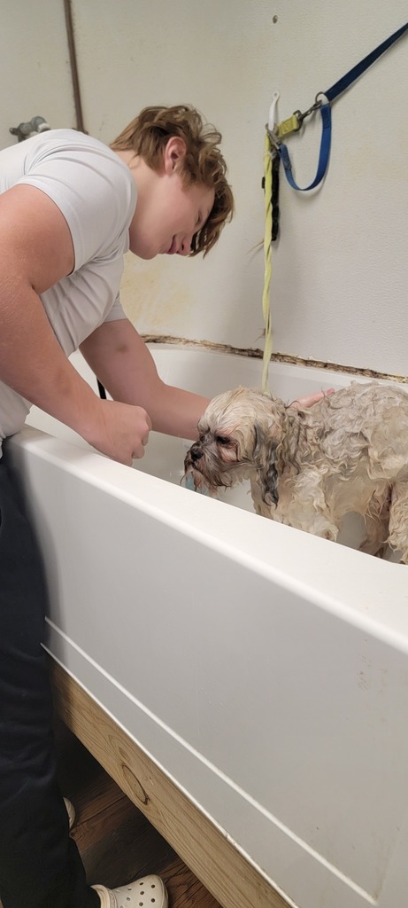 Male teen grooming a dog.