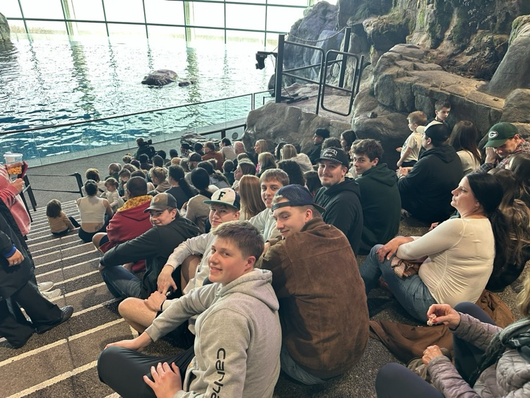 Shed Aquarium dolphin show