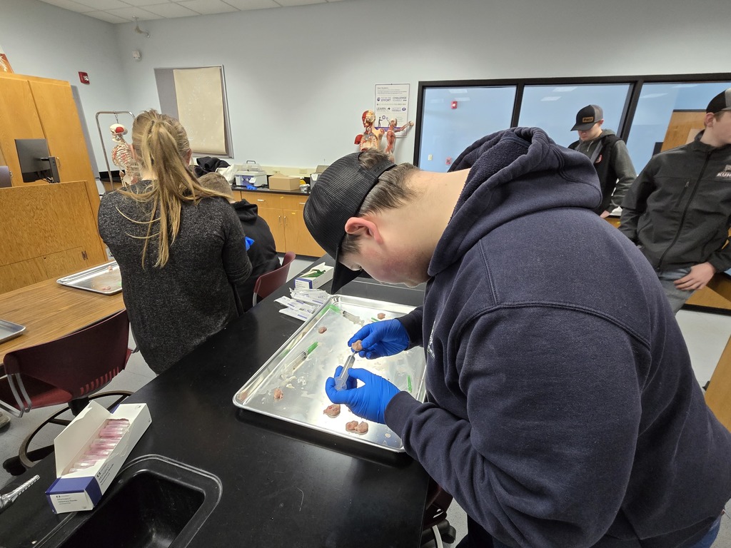 Collecting eggs from a cow ovary
