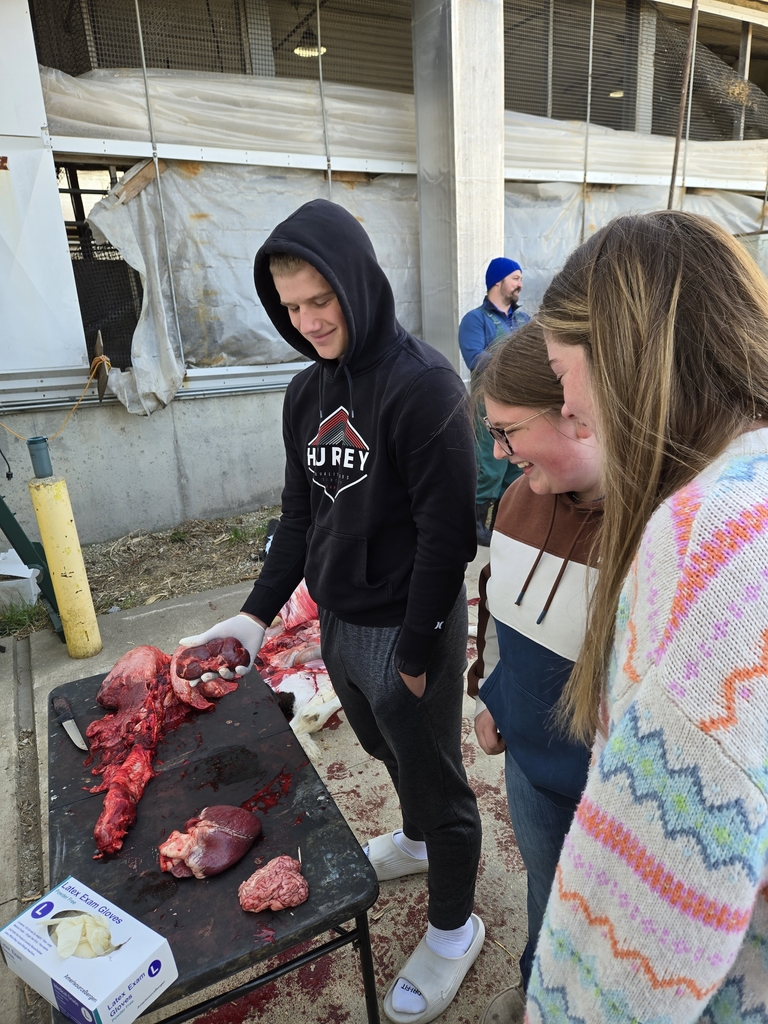 Looking at calf organs