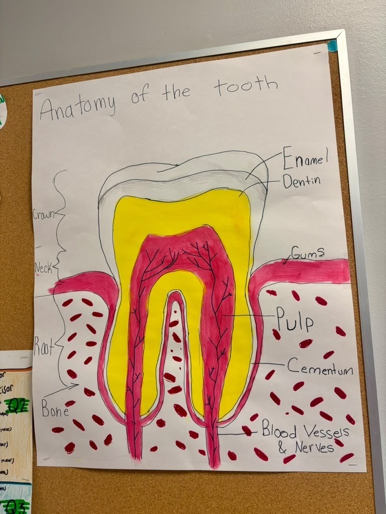 dental lesson