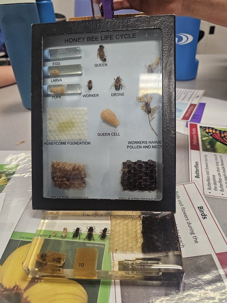 honey bee life cycle