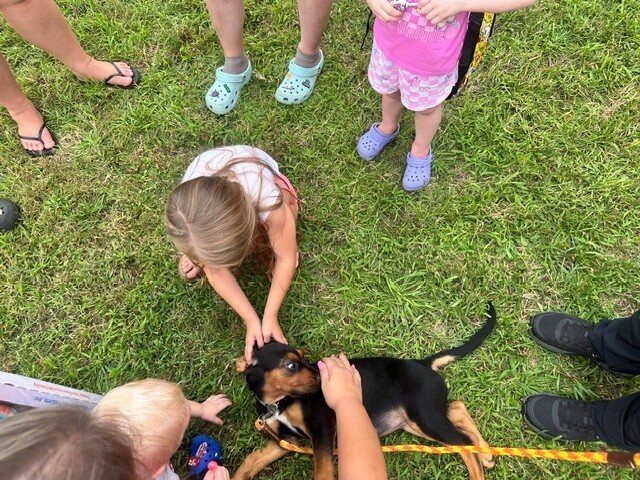 rescue puppies
