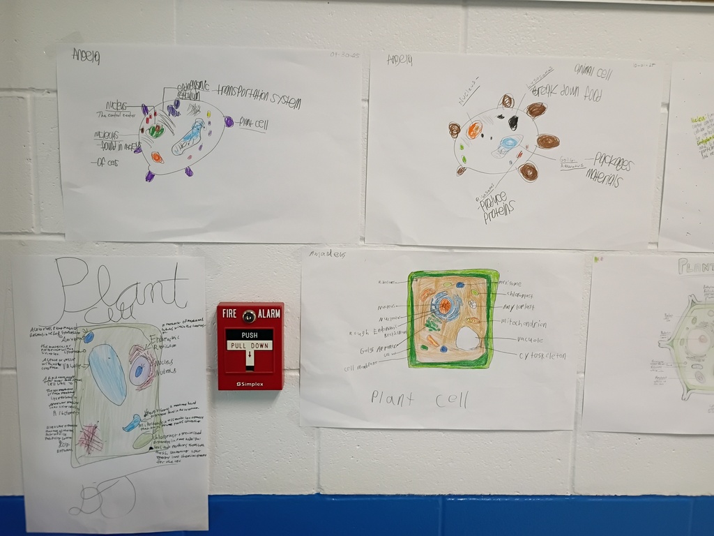 8th grade poster project on cells