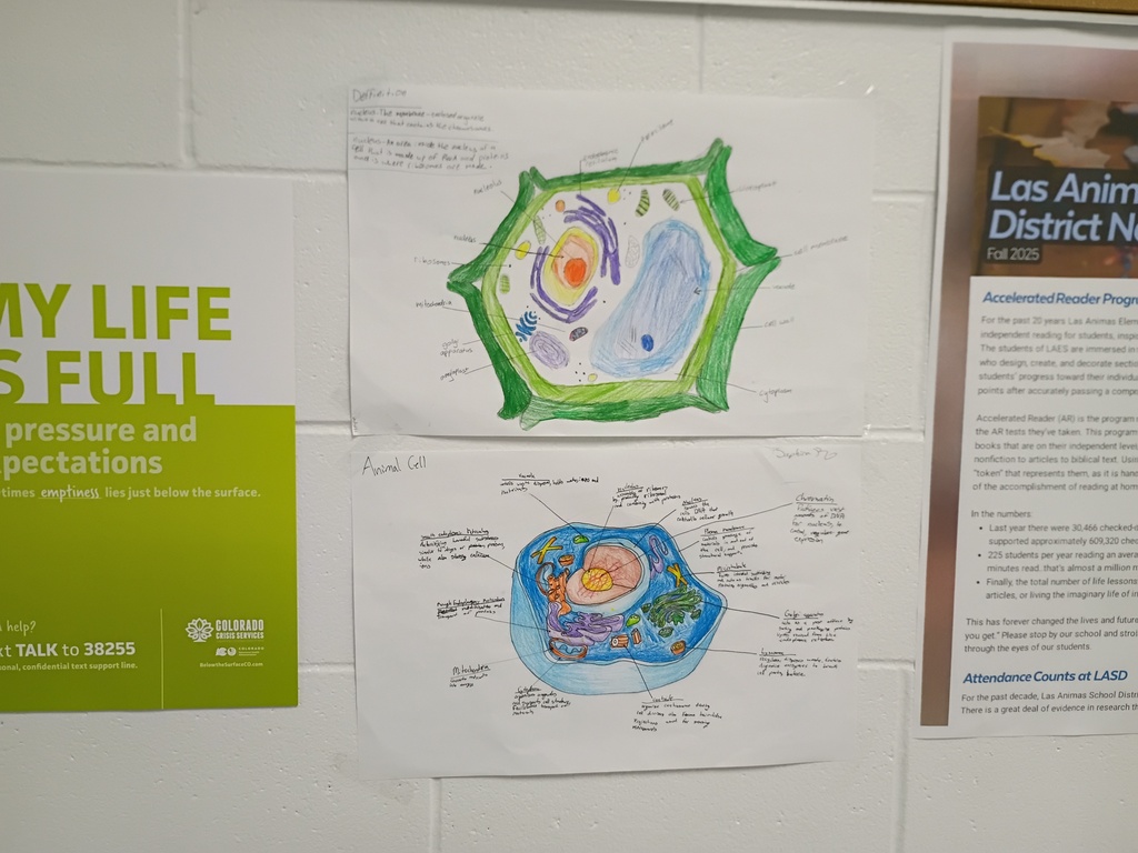8th grade poster project on cells