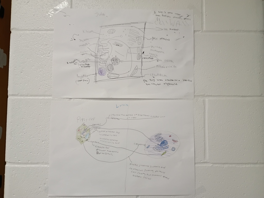 8th grade poster project on cells