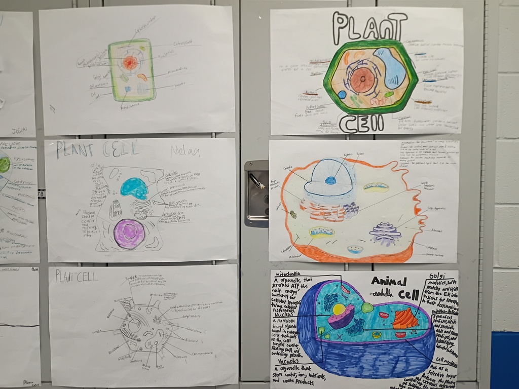 8th grade poster project on cells