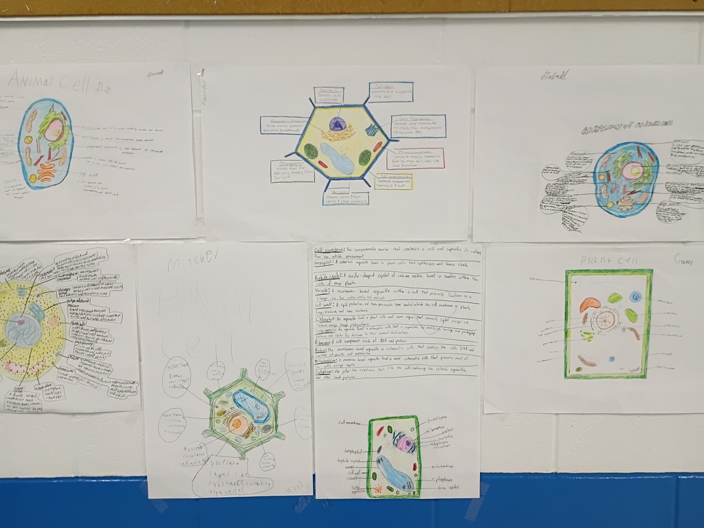 8th grade poster project on cells