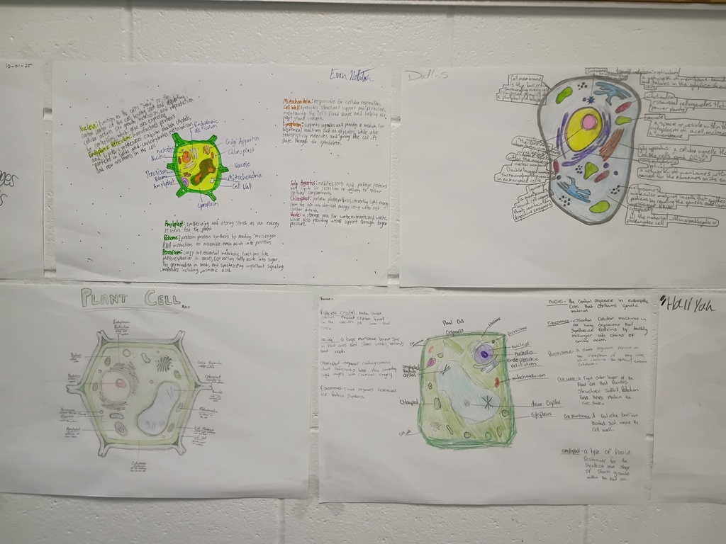 8th grade poster project on cells