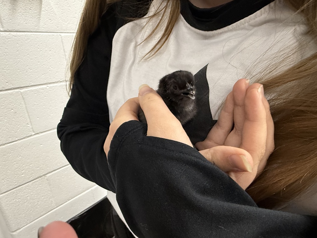 Food science class hatching chicks pic