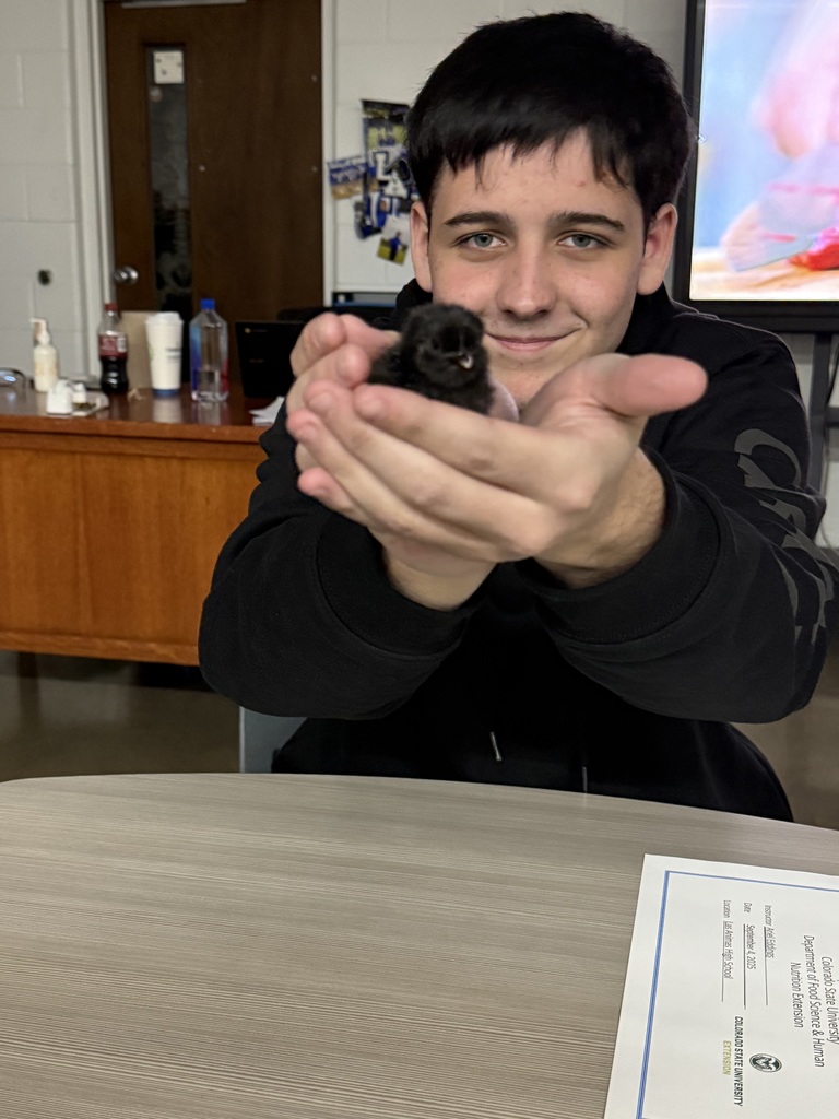 Food science class hatching chicks pic