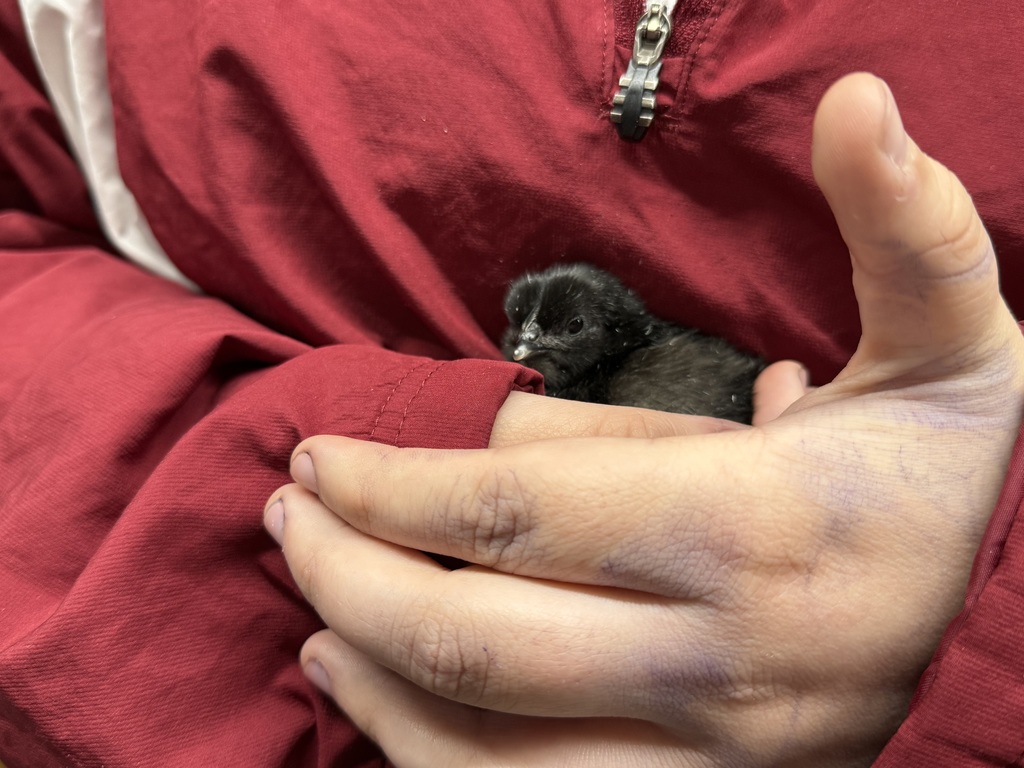 Food science class hatching chicks pic