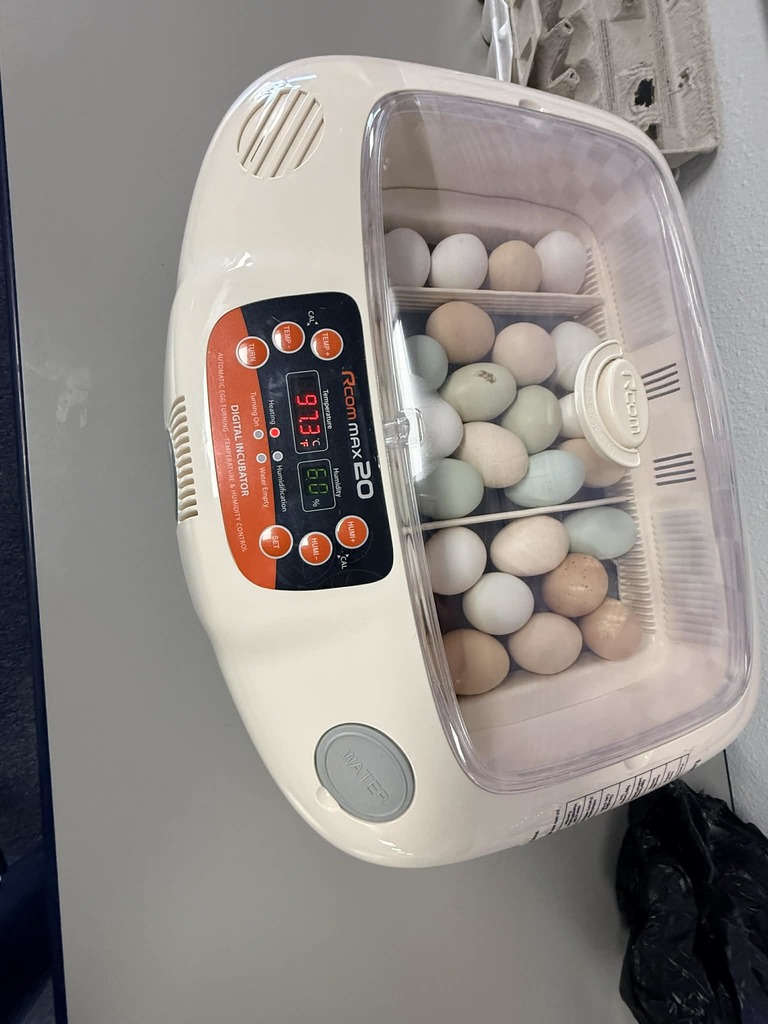 Kindergarten class pics putting eggs in incubator 