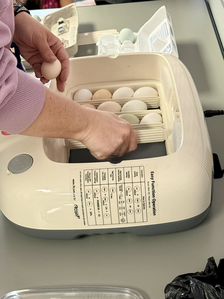 Kindergarten class pics putting eggs in incubator 