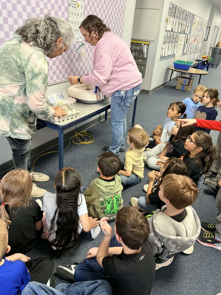 Kindergarten class pics putting eggs in incubator 