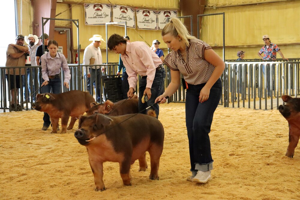 FFA students showcase months of hard work at the Doña Ana County Fair