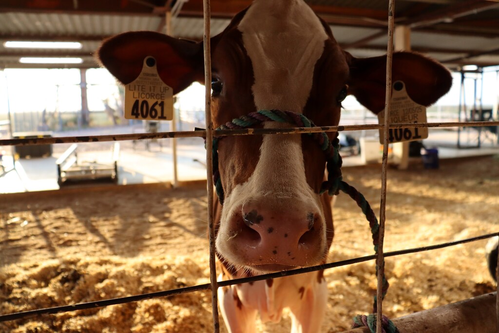 The Doña Ana County Fair is just the beginning!
