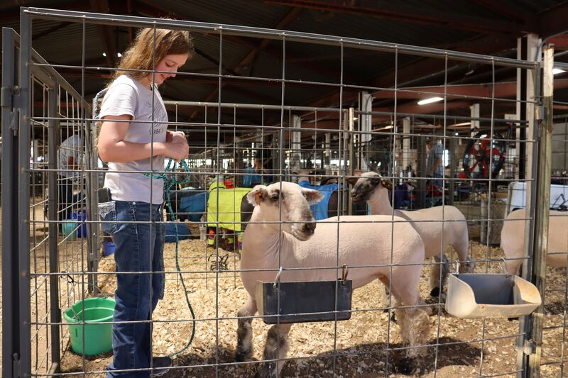 FFA students showcase months of hard work at the Doña Ana County Fair