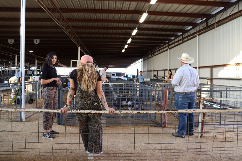 FFA students showcase months of hard work at the Doña Ana County Fair