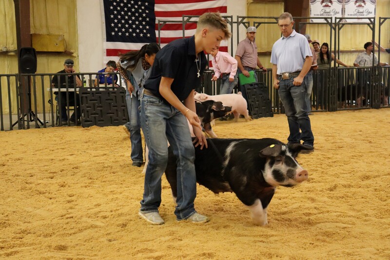FFA students showcase months of hard work at the Doña Ana County Fair