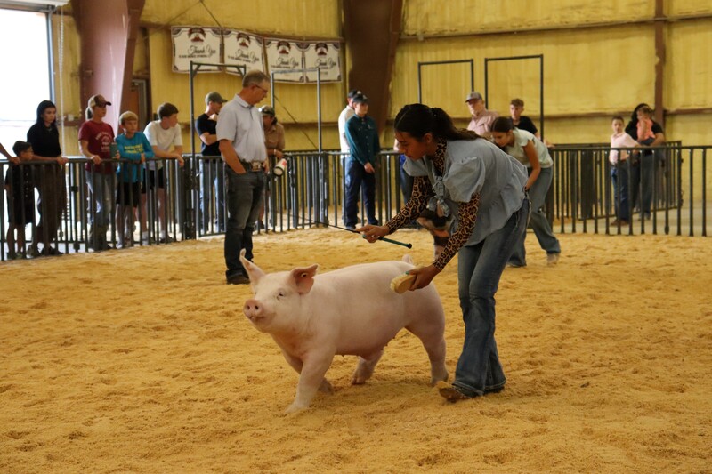 FFA students showcase months of hard work at the Doña Ana County Fair