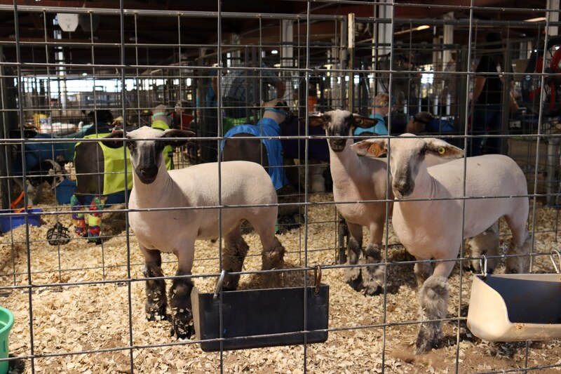 FFA students showcase months of hard work at the Doña Ana County Fair