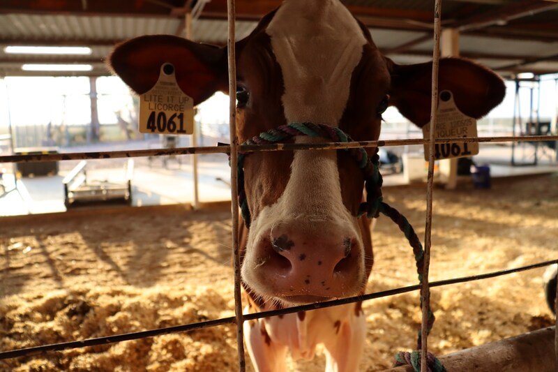 FFA students showcase months of hard work at the Doña Ana County Fair