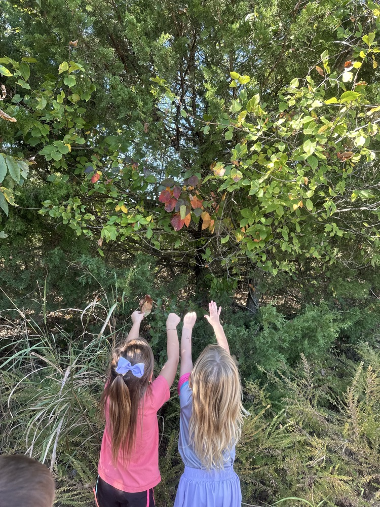 After learning about fall, Mrs. Fortner’s Pre-K class went on a leave hunt today, looking for beautiful fall colors!
