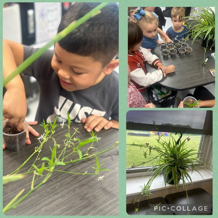 plants