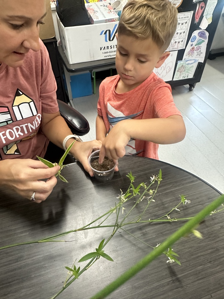 plants