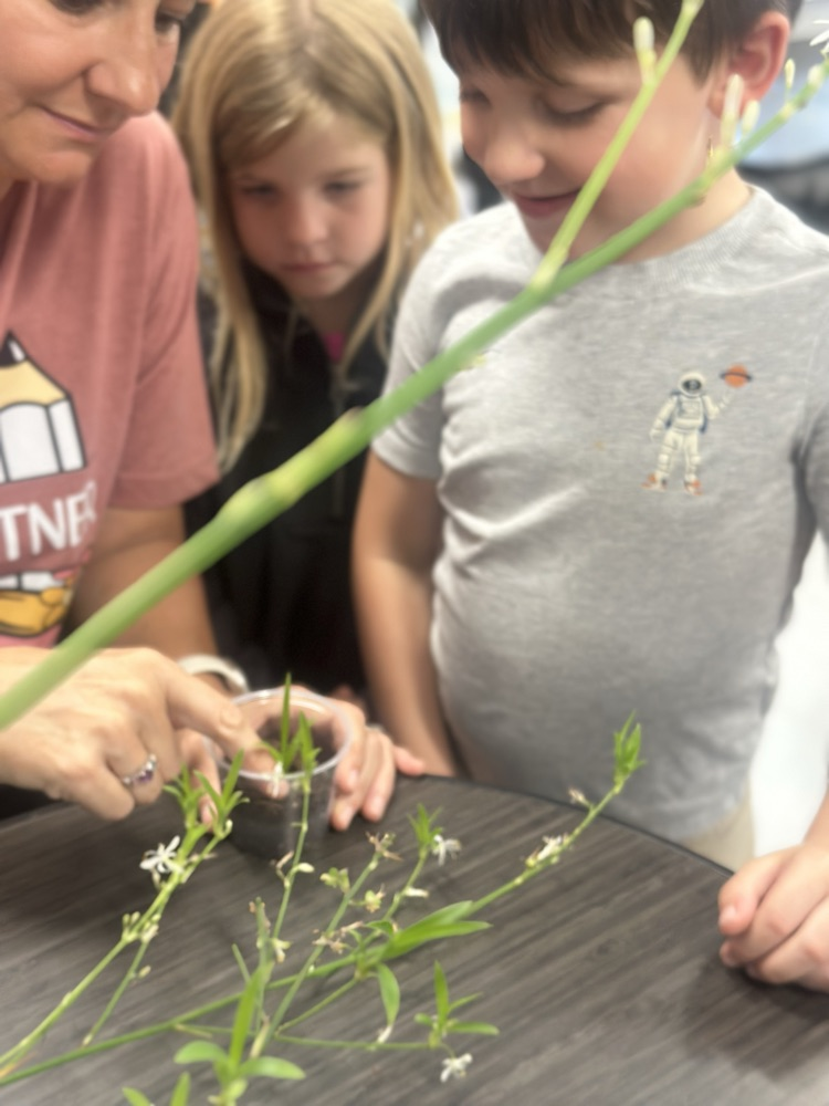 plants