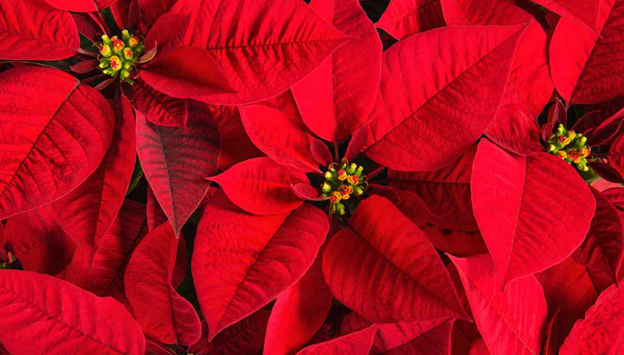pointsettia cover