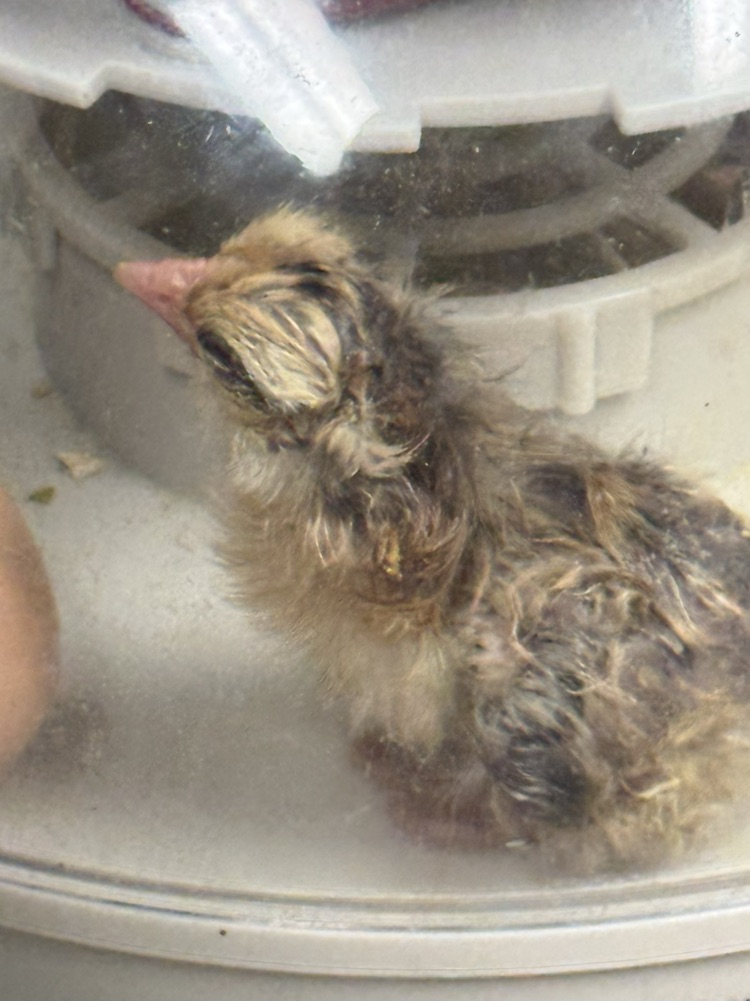 A newly hatched, yellow and brown chick sits in an incubator among other, not yet hatched eggs.
