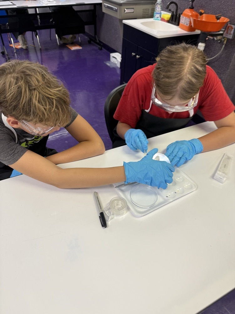 lab