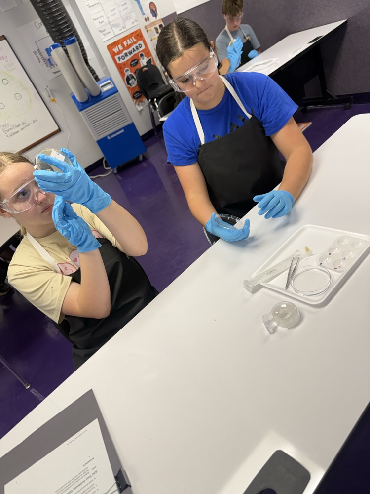 lab