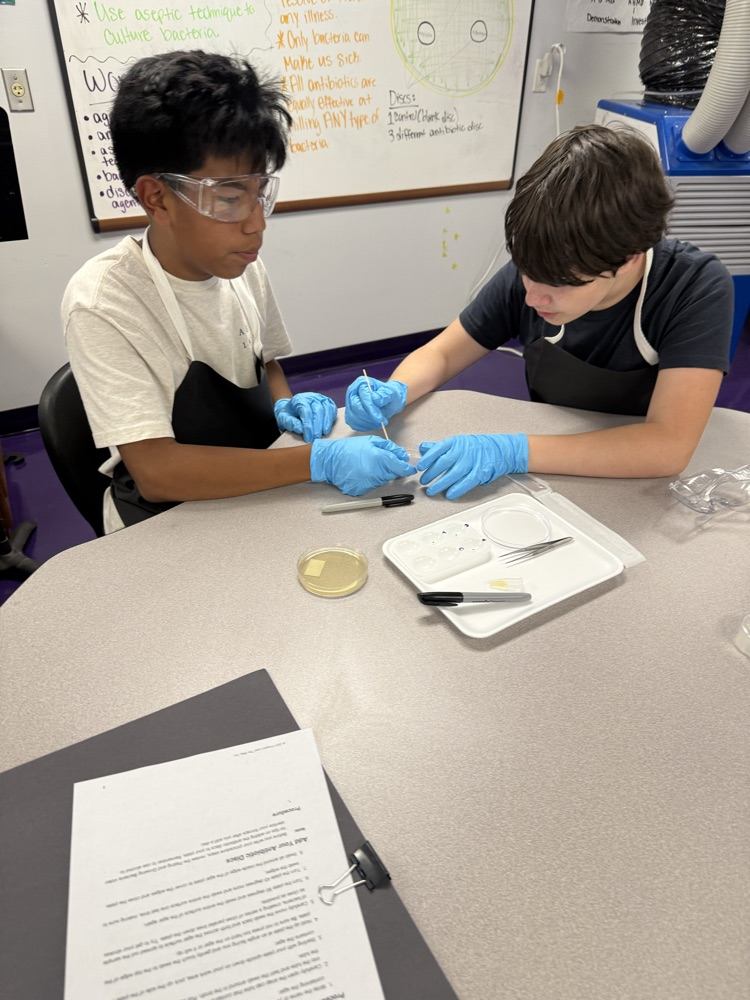 lab
