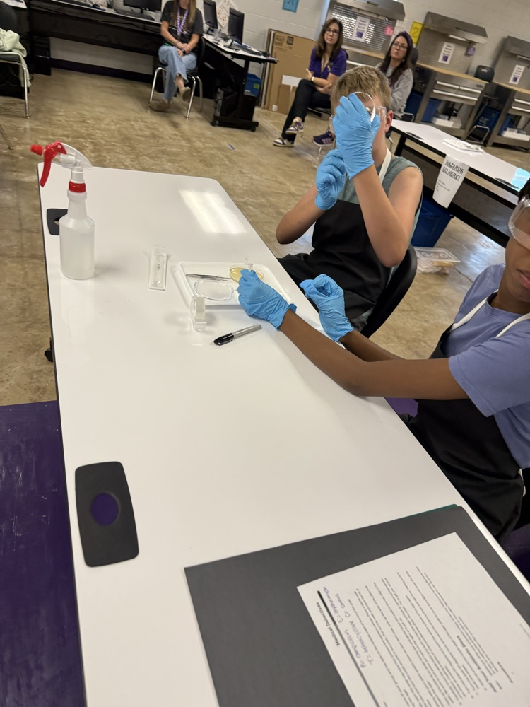 lab
