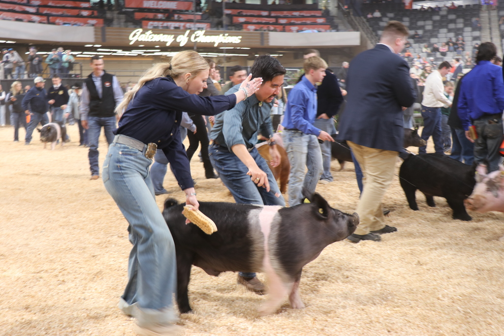 Several people in a dirt ring. One woman and one man each hold a small pig.
