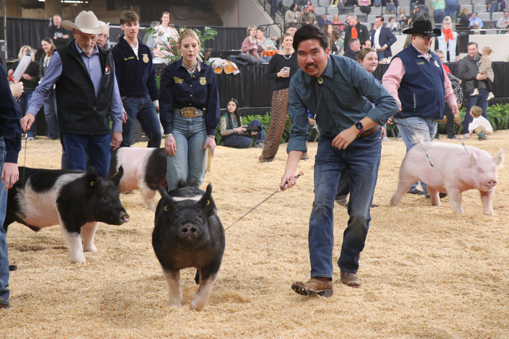 A person leads a black pig by a rope in a dirt area. Several pigs and people are behind.
